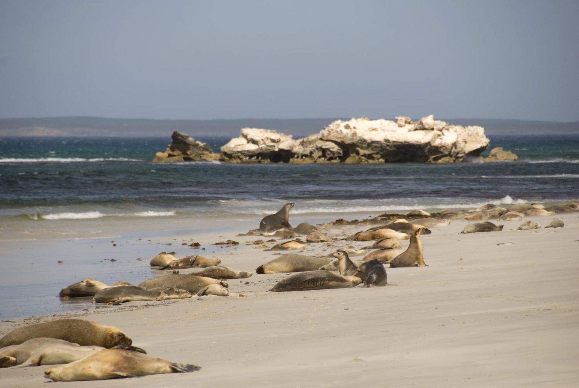 Kangaroo Island Seafront Hotell Penneshaw Exteriör bild