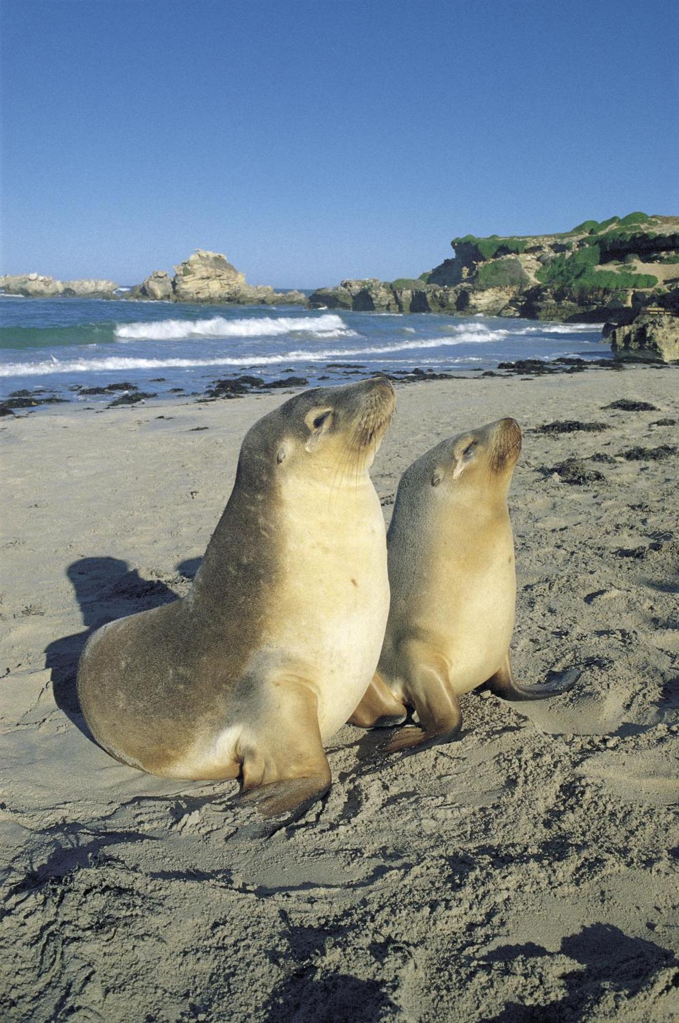 Kangaroo Island Seafront Hotell Penneshaw Exteriör bild