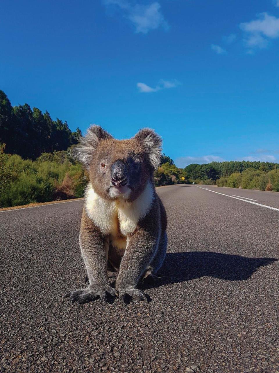 Kangaroo Island Seafront Hotell Penneshaw Exteriör bild